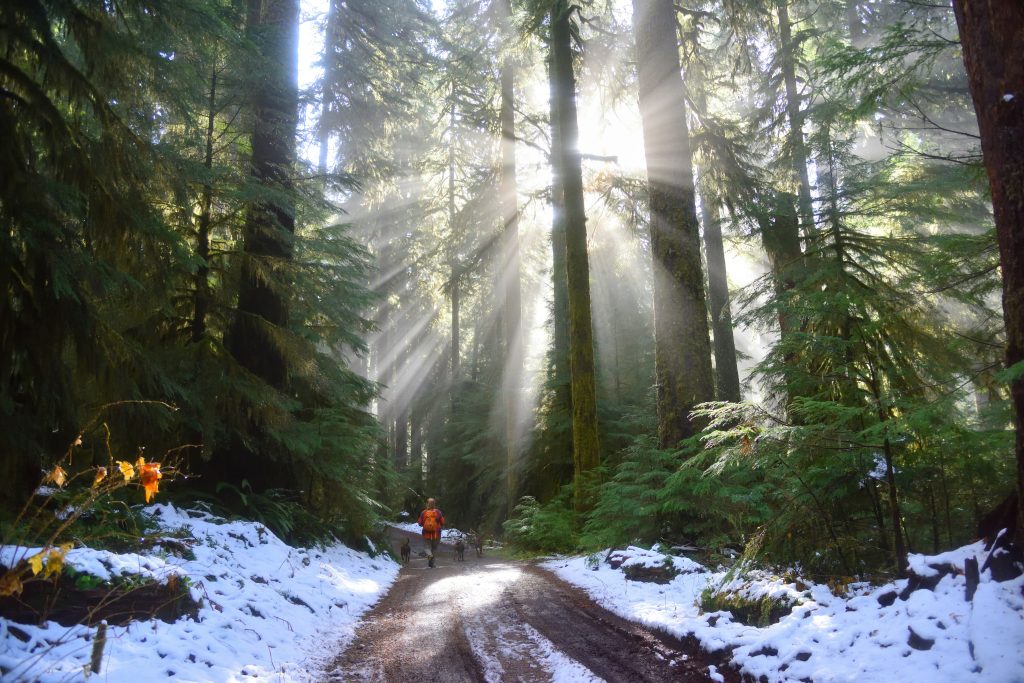 Personne marchant avec des chiens sur un sentier forestier enneigé, sous les rayons du soleil filtrant à travers de hauts conifères