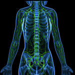 Illustration du réseau de vaisseaux lymphatique du haut du corps. Utilisée pour illustrer l'article du blogue RE:Santé intitulé "Système lymphatique: ce qui influence vraiment la circulation"