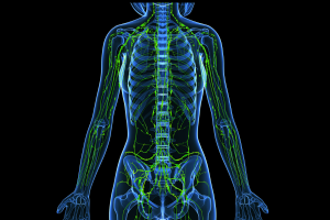 Illustration du réseau de vaisseaux lymphatique du haut du corps. Utilisée pour illustrer l'article du blogue RE:Santé intitulé "Système lymphatique: ce qui influence vraiment la circulation"