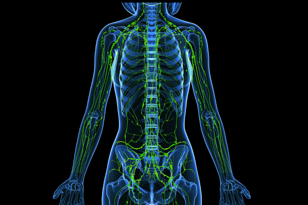 Illustration du réseau de vaisseaux lymphatique du haut du corps. Utilisée pour illustrer l'article du blogue RE:Santé intitulé "Système lymphatique: ce qui influence vraiment la circulation"