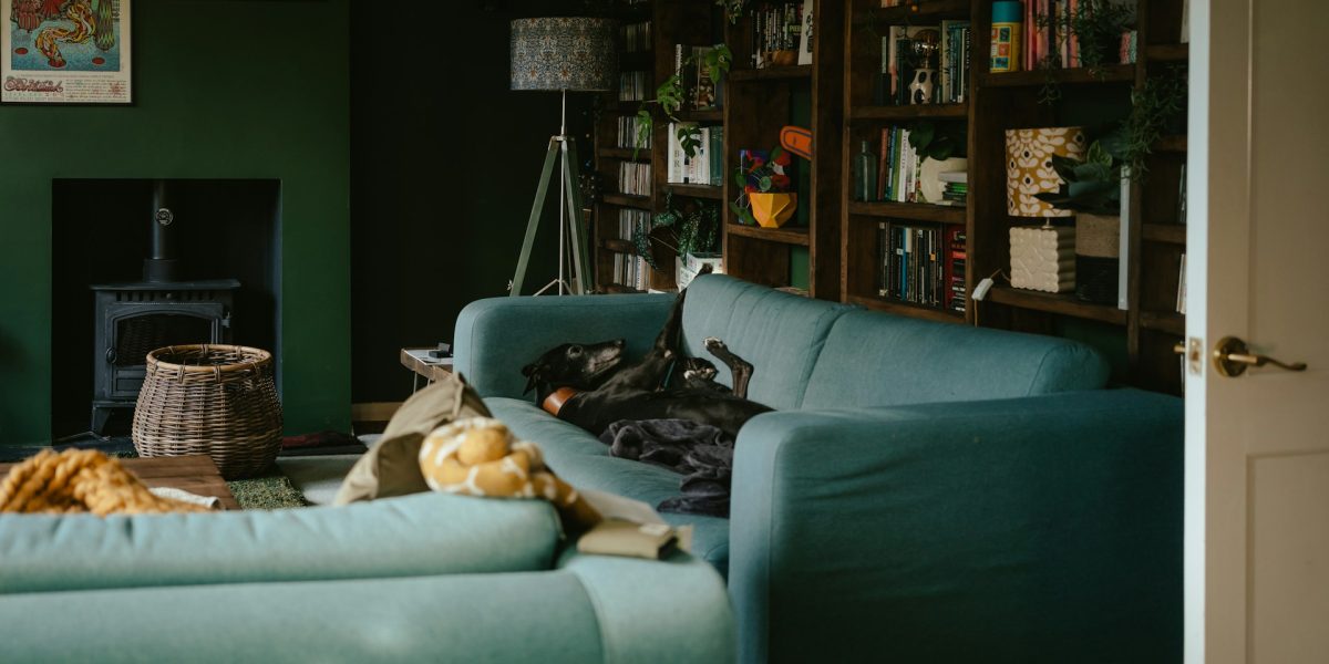 Salon chaleureux avec un canapé bleu-vert, une bibliothèque remplie de livres et de plantes, un poêle noir et un chien allongé confortablement sur le sofa. Image utilisée pour illustrer l'article Et toi, à quoi ressemble ta santé idéale ?