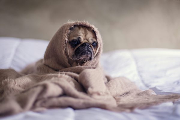 Une des photos utilisée pour illustrer l'article "Stress et cortisol: comment leur rendre leur juste place?"